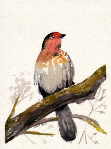 Bird 2 - Watercolor on paper