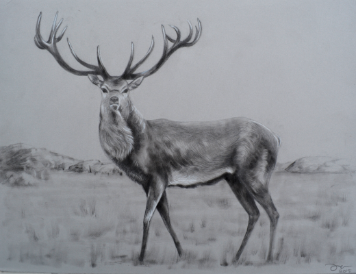 Deer - charcoal on tinted paper