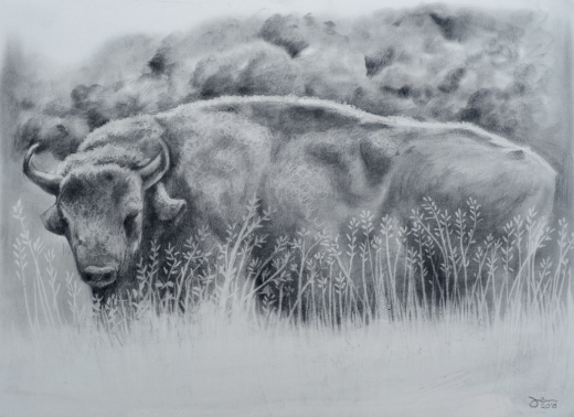 Buffalo - charcoal on tinted paper