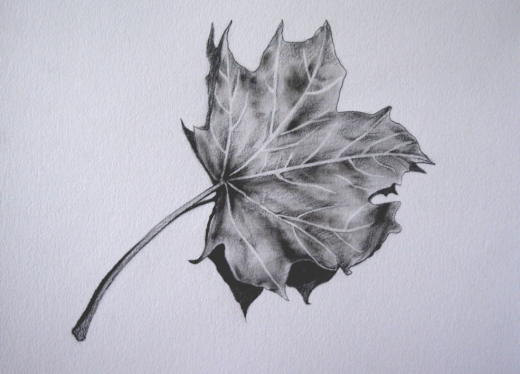 Leaf- Pencil on toned paper