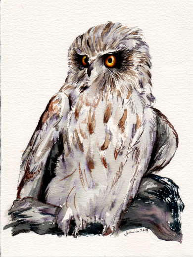 Owl 2 - Watercolor on paper
