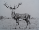 Deer - charcoal on tinted paper