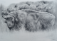 Buffalo - charcoal on tinted paper