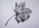 Leaf- Pencil on toned paper