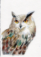 Owl - Watercolor on paper