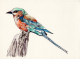Bird 3 - Watercolor on paper