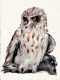 Owl 2 - Watercolor on paper
