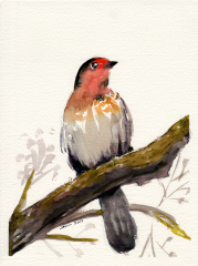 Bird 2 - Watercolor on paper
