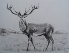 Deer - charcoal on tinted paper