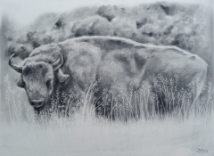 Buffalo - charcoal on tinted paper