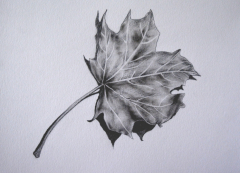 Leaf- Pencil on toned paper