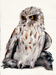 Owl 2 - Watercolor on paper
